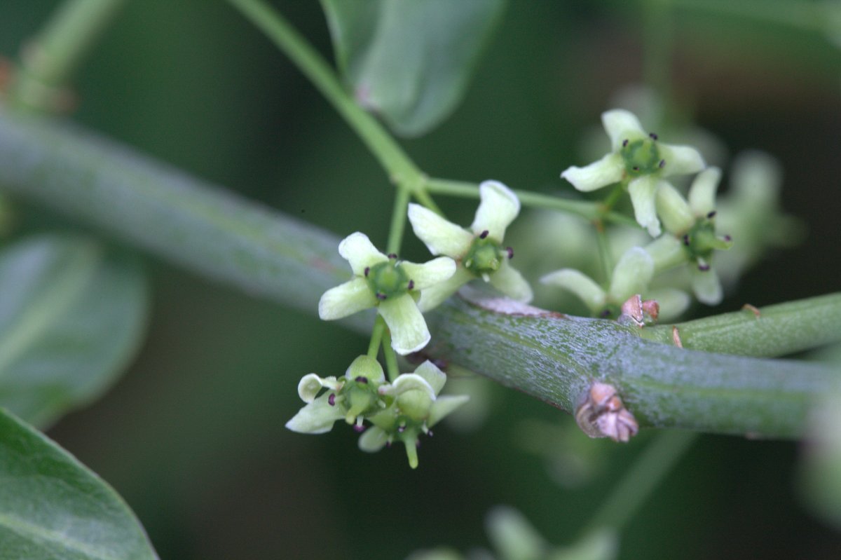 Форзиция промежуточная - фото 4