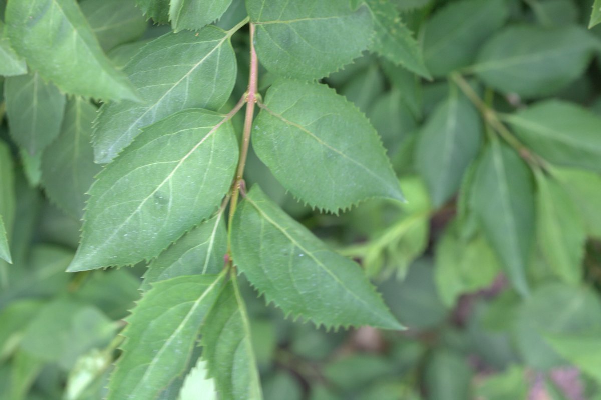 Форзиция промежуточная - фото 6