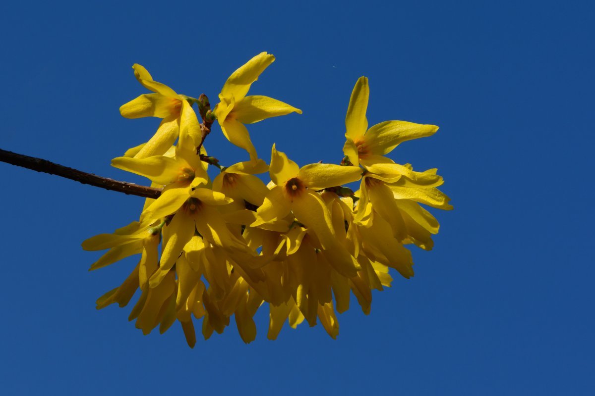 Форзиция промежуточная - фото 10