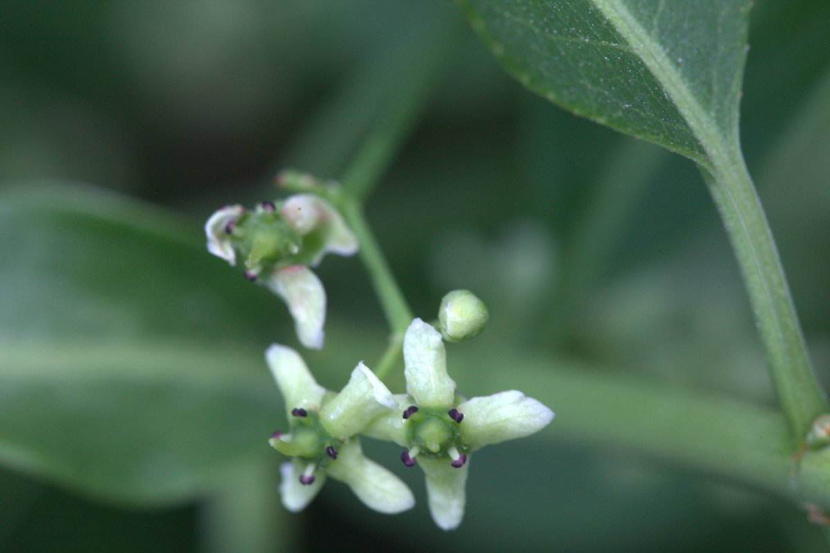 Форзиция промежуточная - фото 5