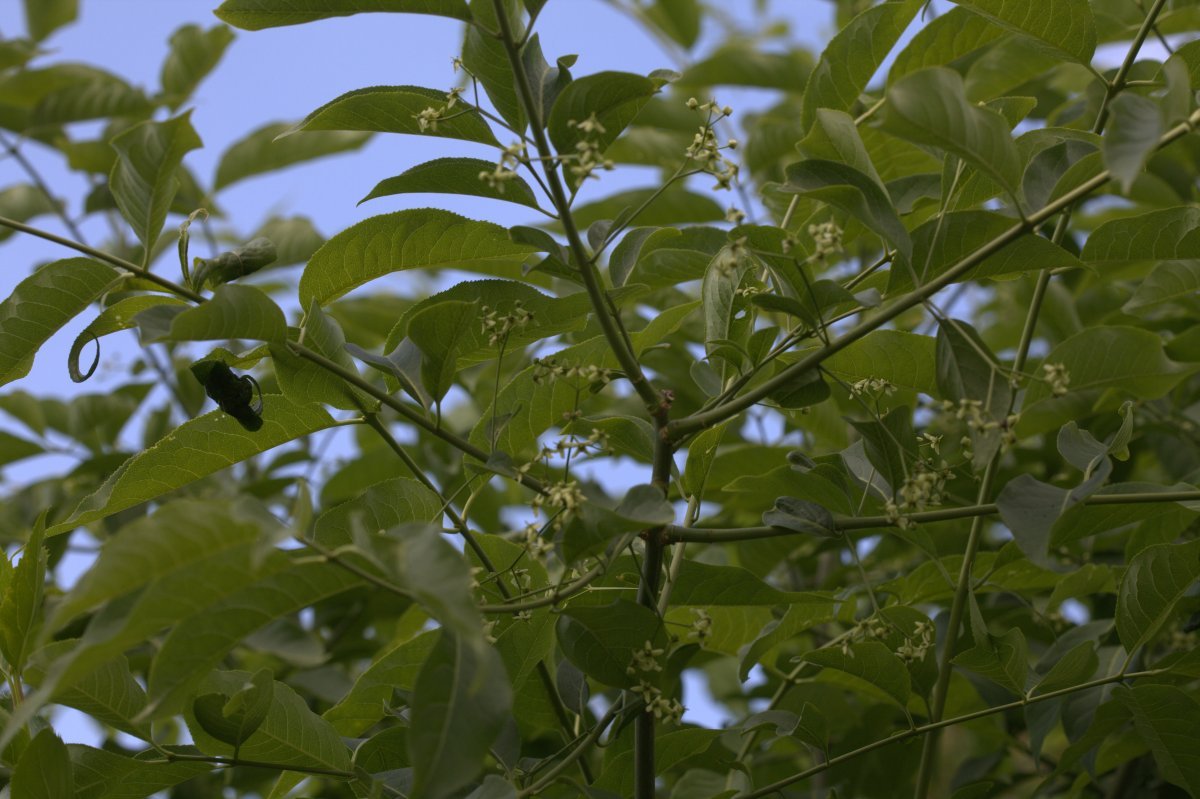 Форзиция промежуточная - фото 7