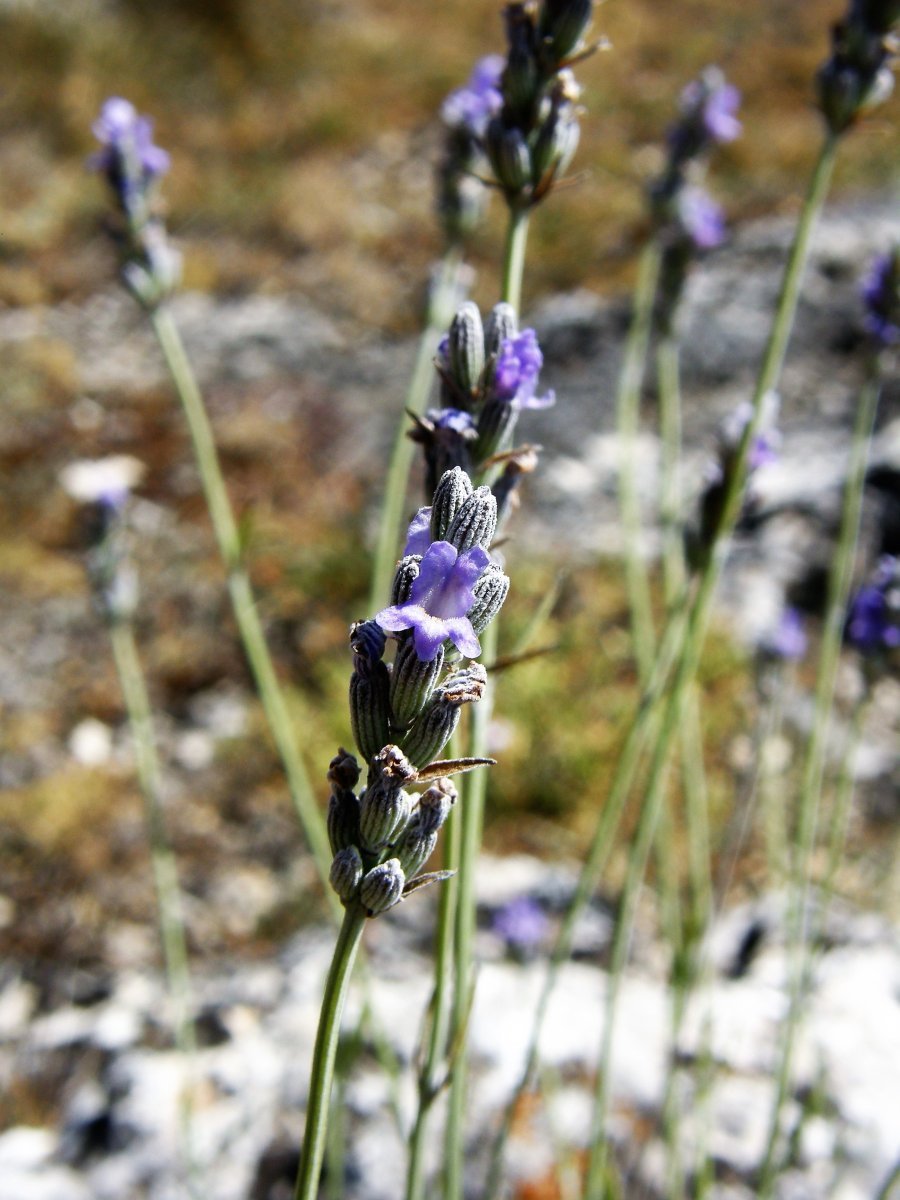 Лаванда узколистная - фото 5