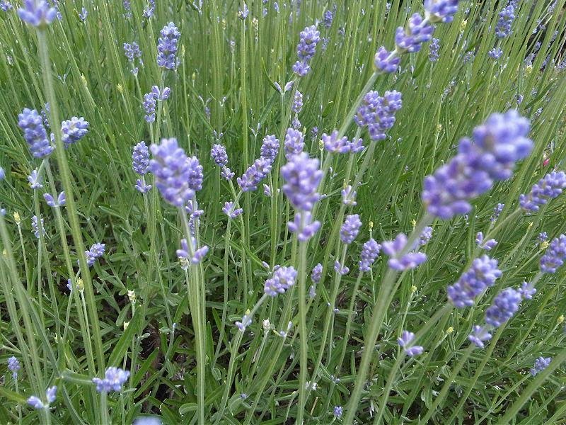 Лаванда узколистная - фото 2