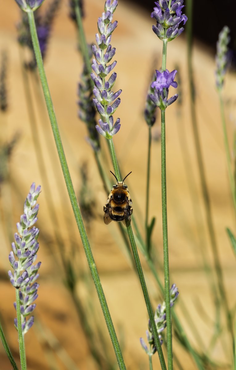 Лаванда узколистная