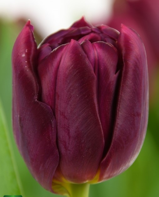 Тюльпан махровый ранний Ворлд Боул