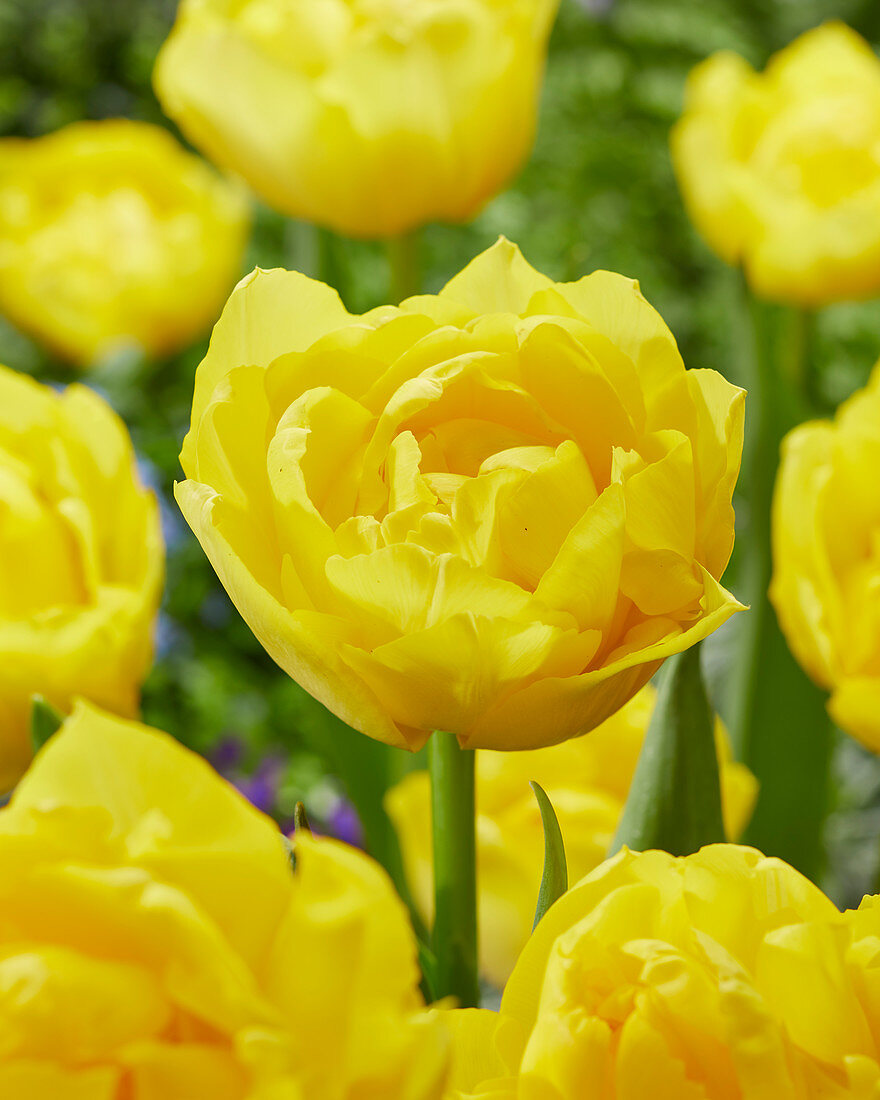 Тюльпан махровый ранний Еллоу Маргарита