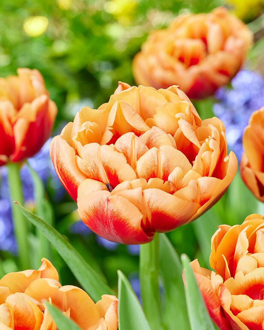 Тюльпан махровый ранний Конго