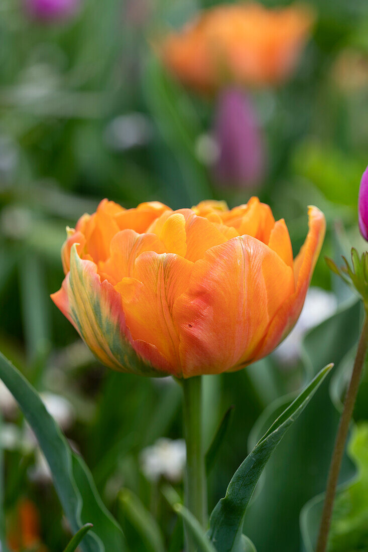 Тюльпан махровый ранний Орка