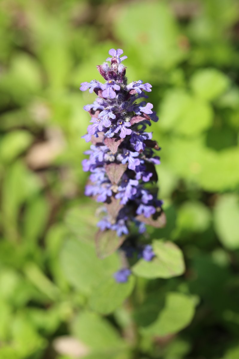 Живучка ползучая - фото 6