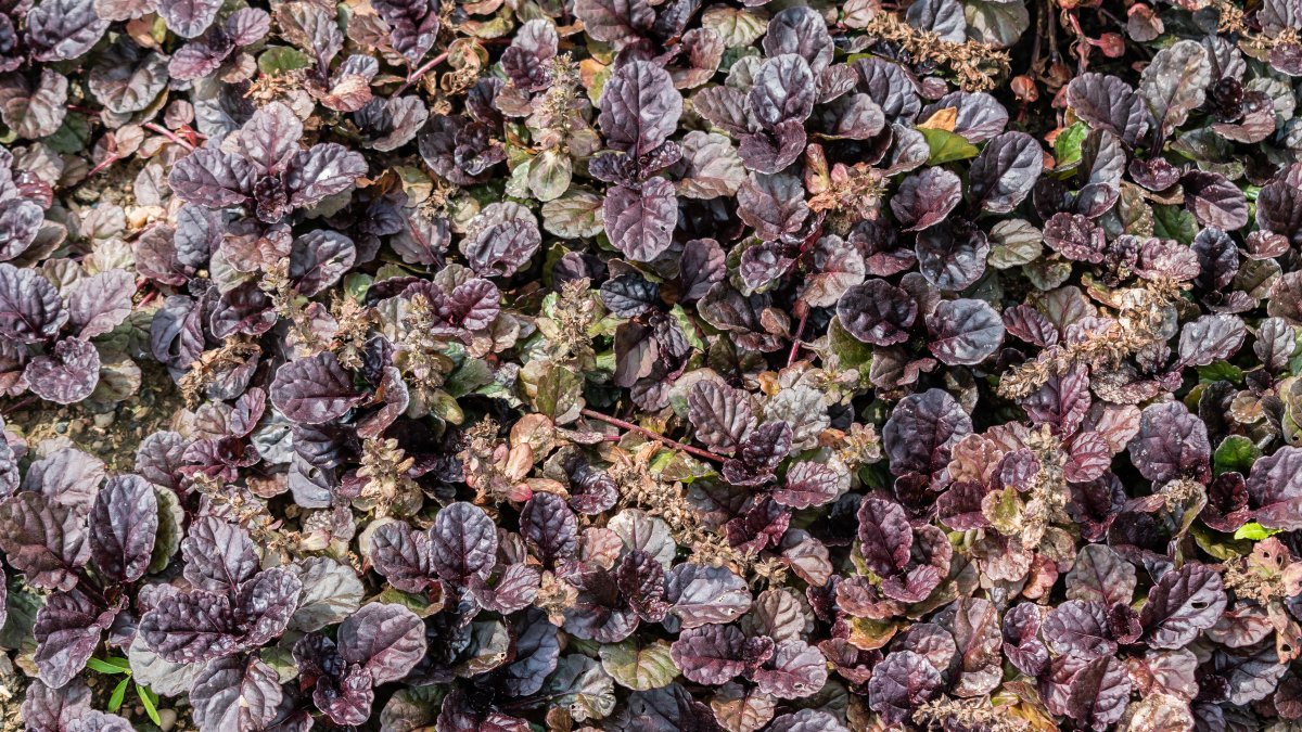 Живучка ползучая - фото 10