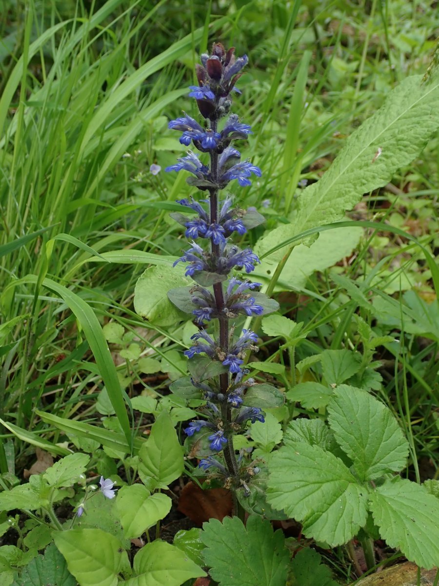 Живучка ползучая - фото 7