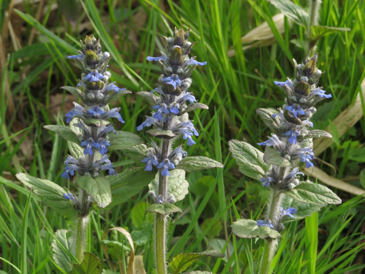 Живучка ползучая - фото 9