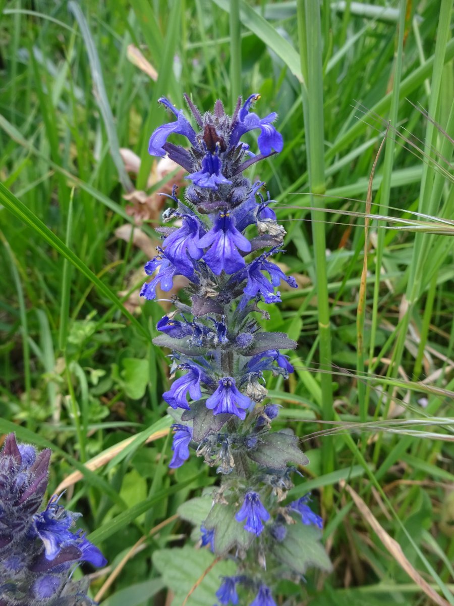 Живучка ползучая - фото 8