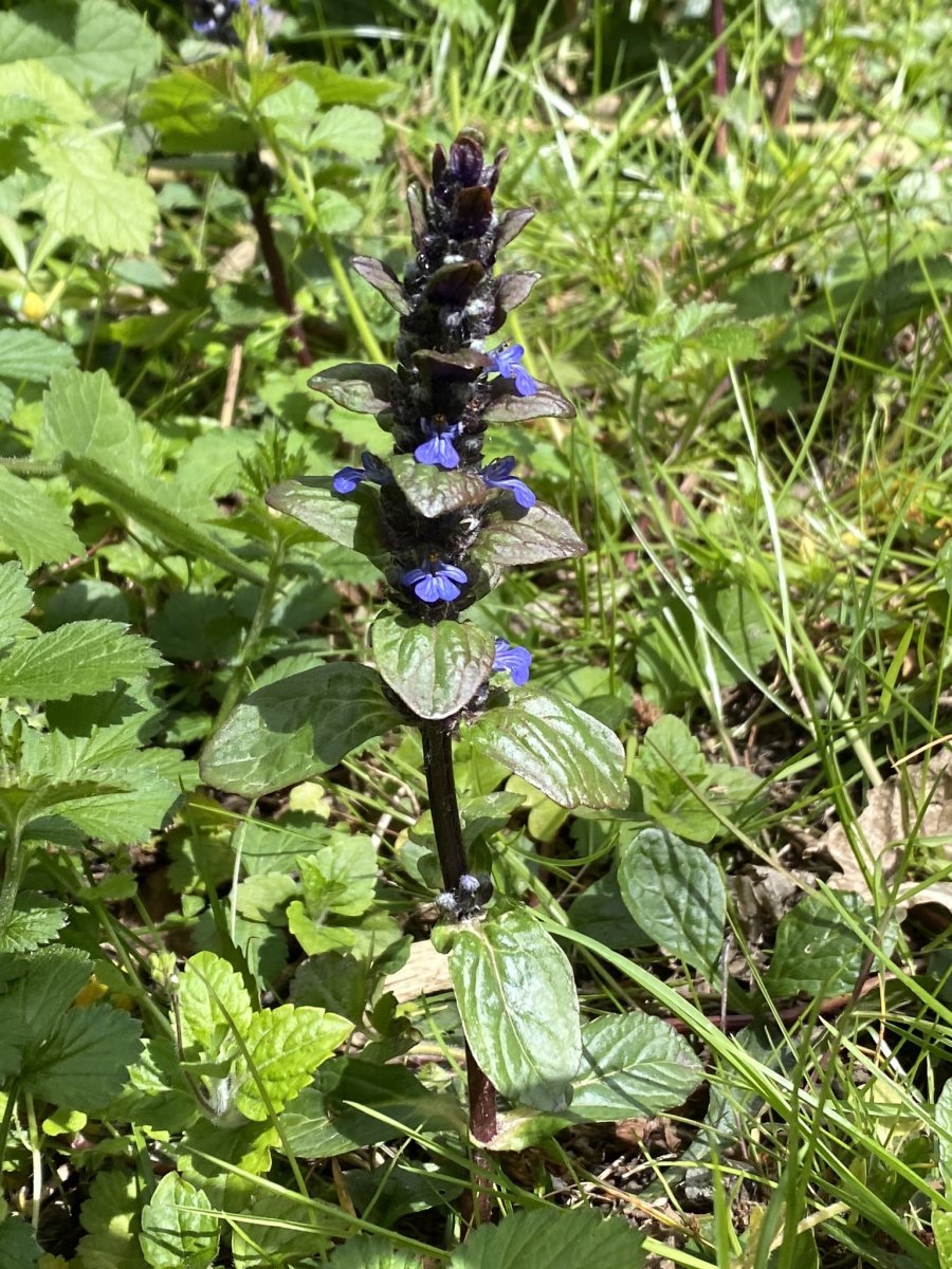 Живучка ползучая - фото 5