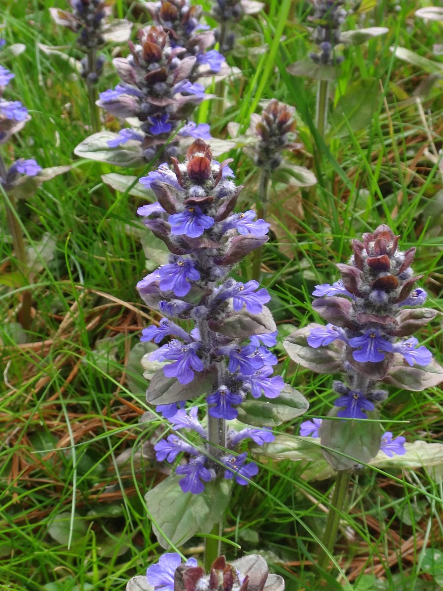 Живучка ползучая - фото 4