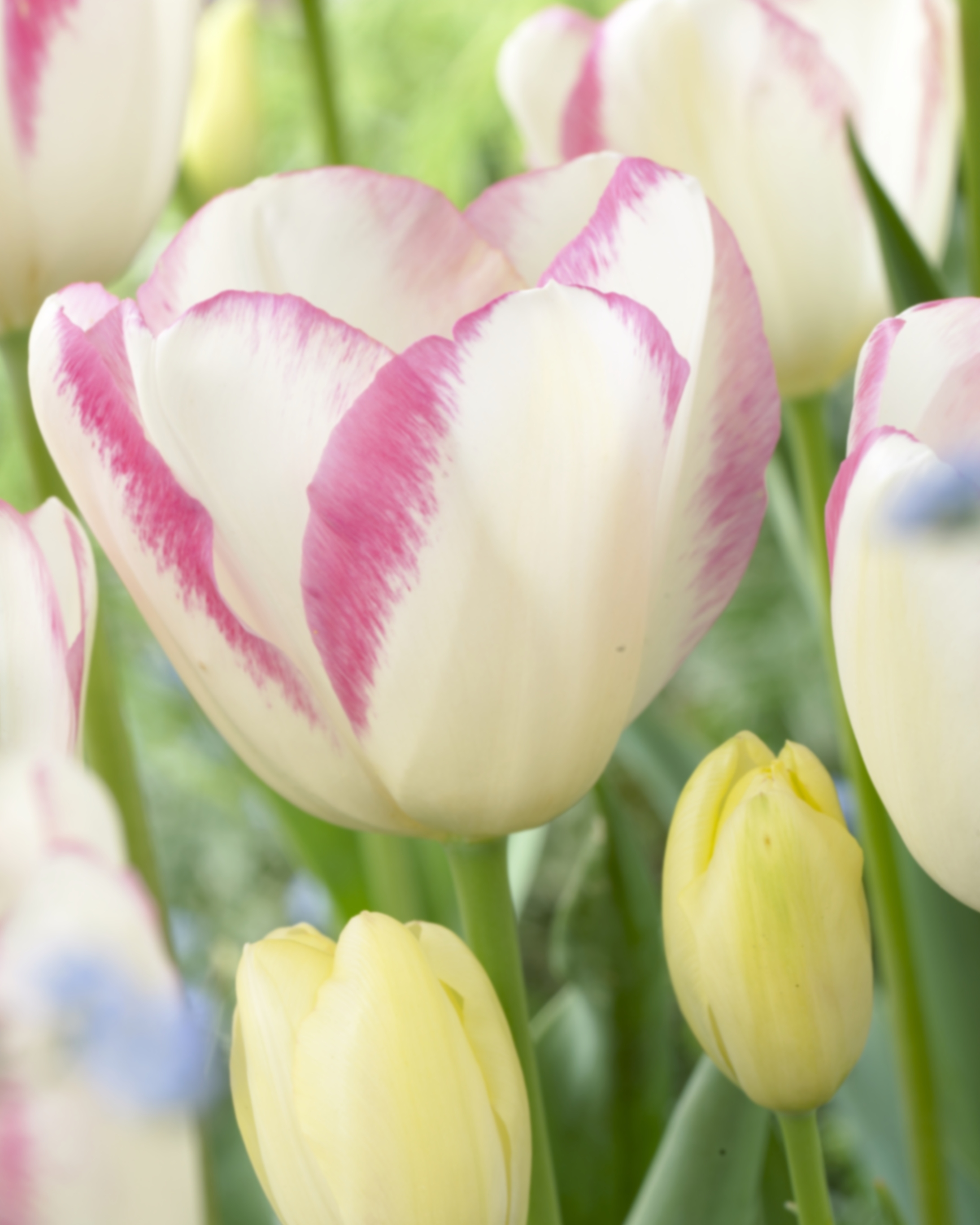 Тюльпан многоцветковый Грейсленд