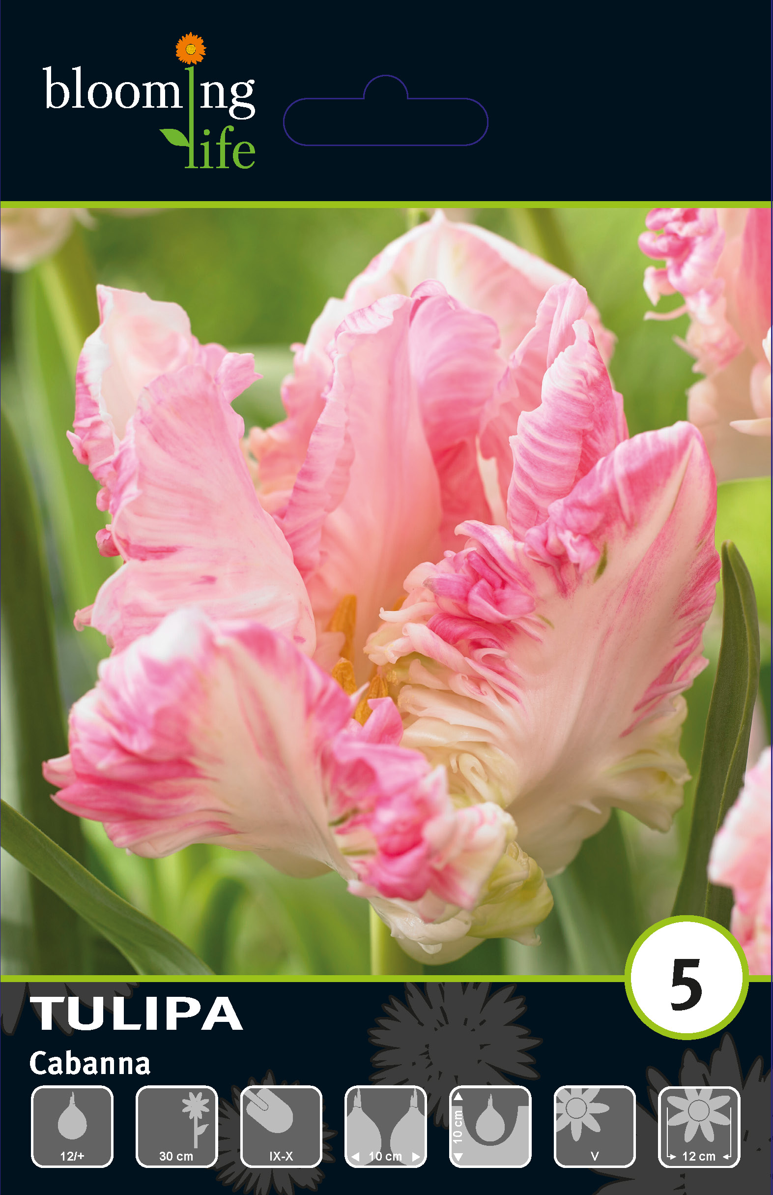 Тюльпан попугайный Кабанна