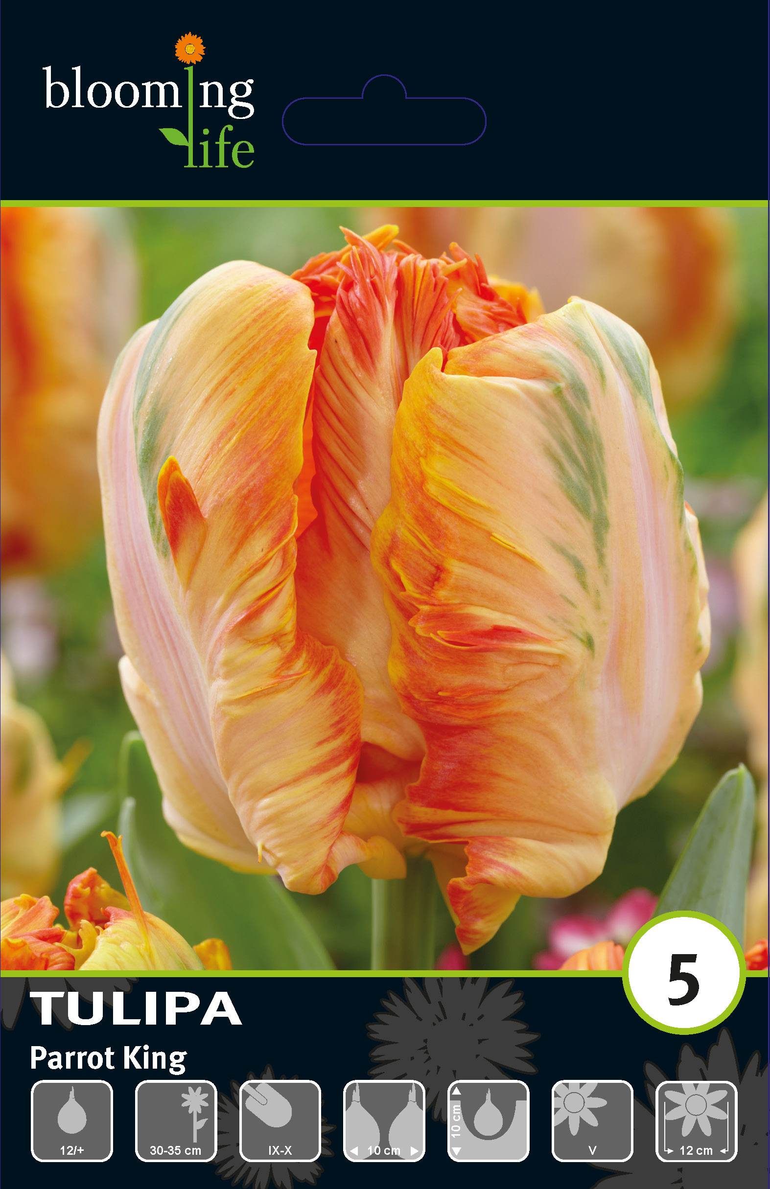 Тюльпан попугайный Пэррот Кинг