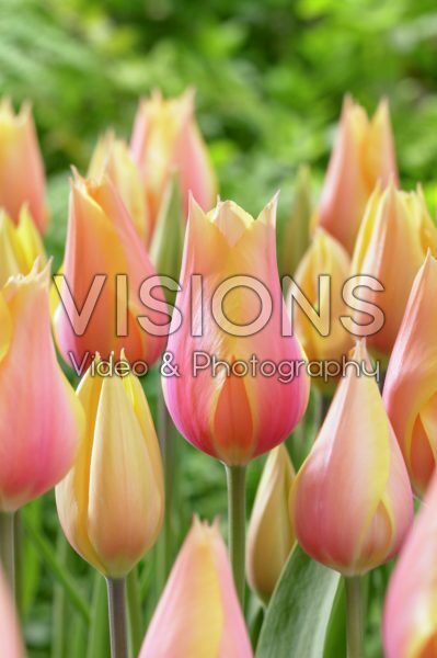 Тюльпан простой поздний Блашин Леди