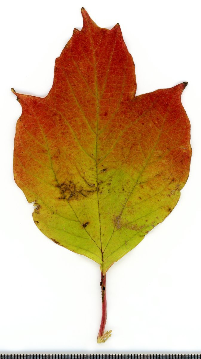 Калина обыкновенная - фото 4