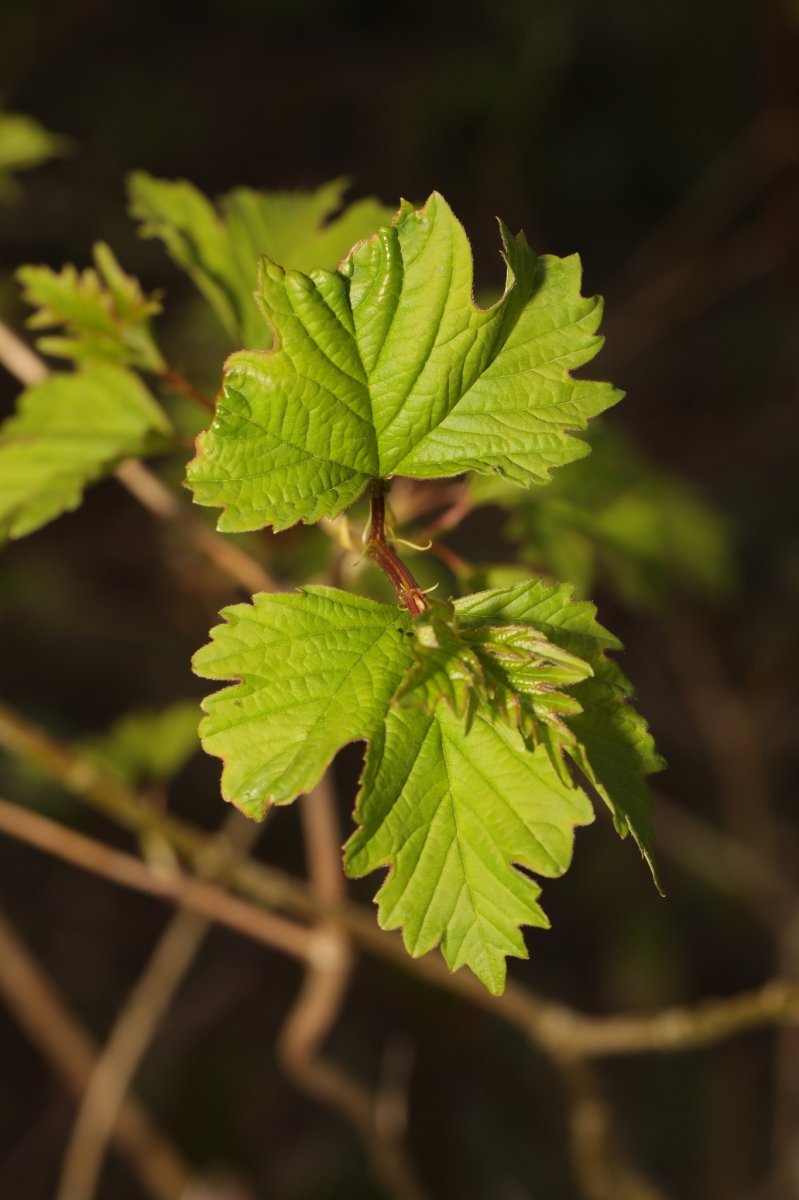 Калина обыкновенная - фото 10