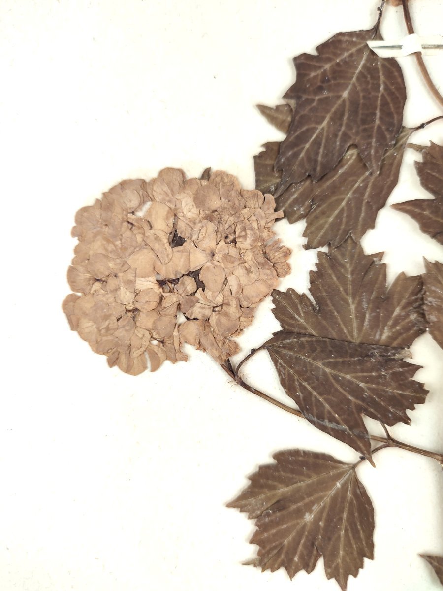 Калина обыкновенная - фото 6