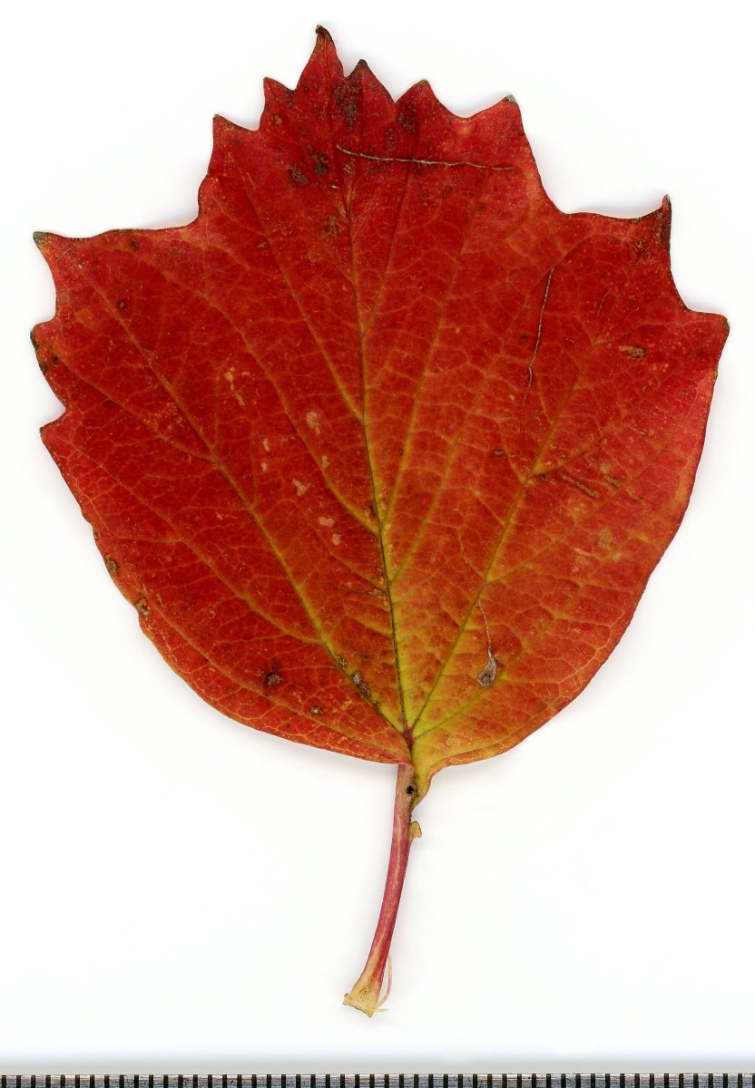 Калина обыкновенная