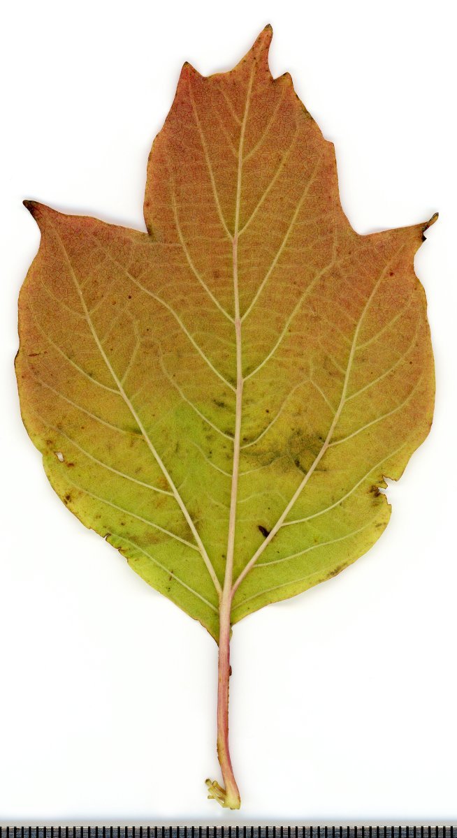 Калина обыкновенная