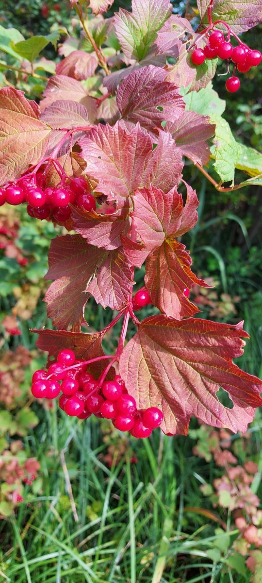 Калина обыкновенная - фото 9