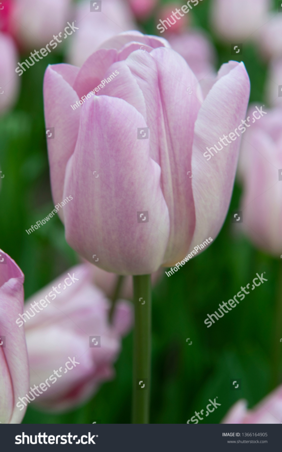 Тюльпан триумф Дебу Кенди