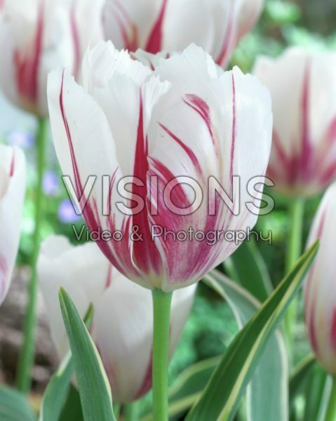 Тюльпан триумф Карнавал Де Рио