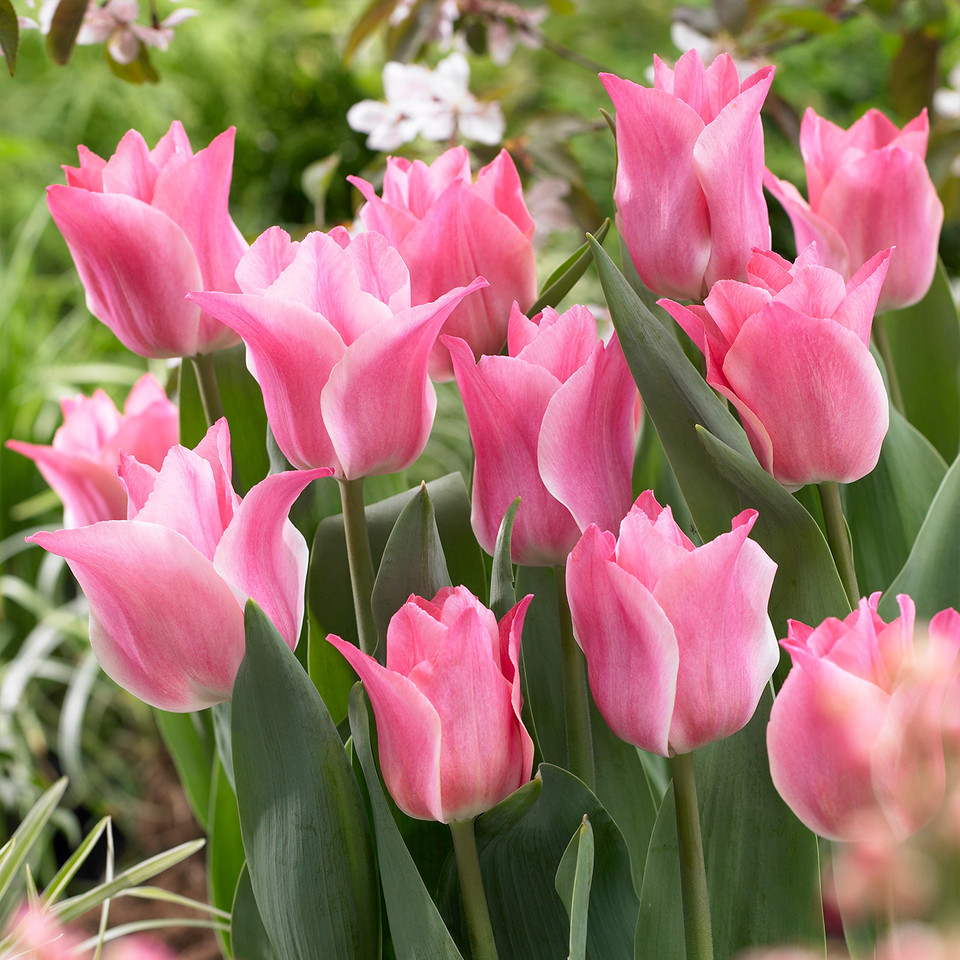 Тюльпан триумф Мисс Элеганс