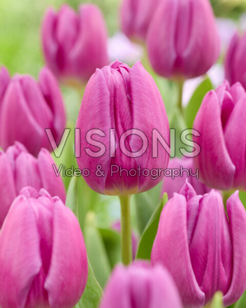 Тюльпан триумф Пёрпл Флэг