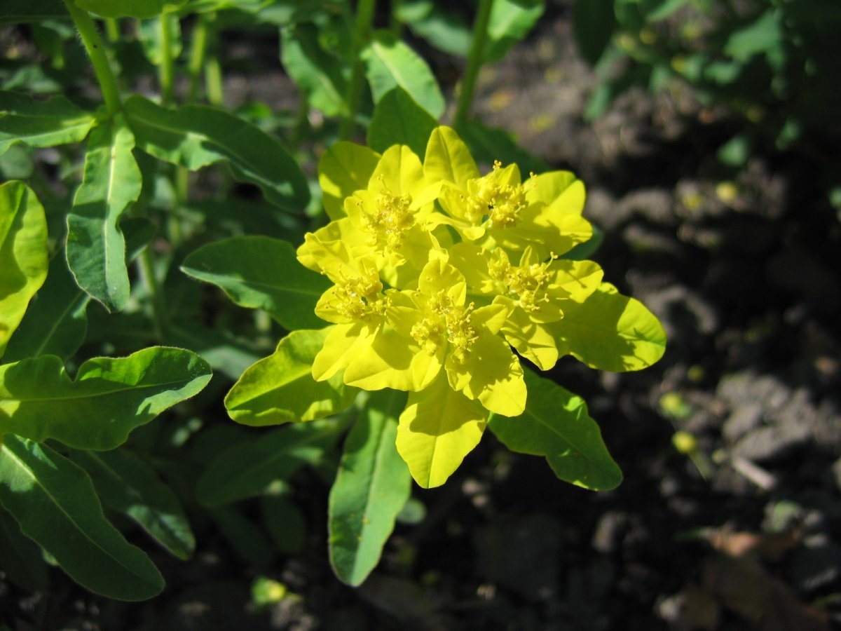 Молочай многоцветный - фото 4