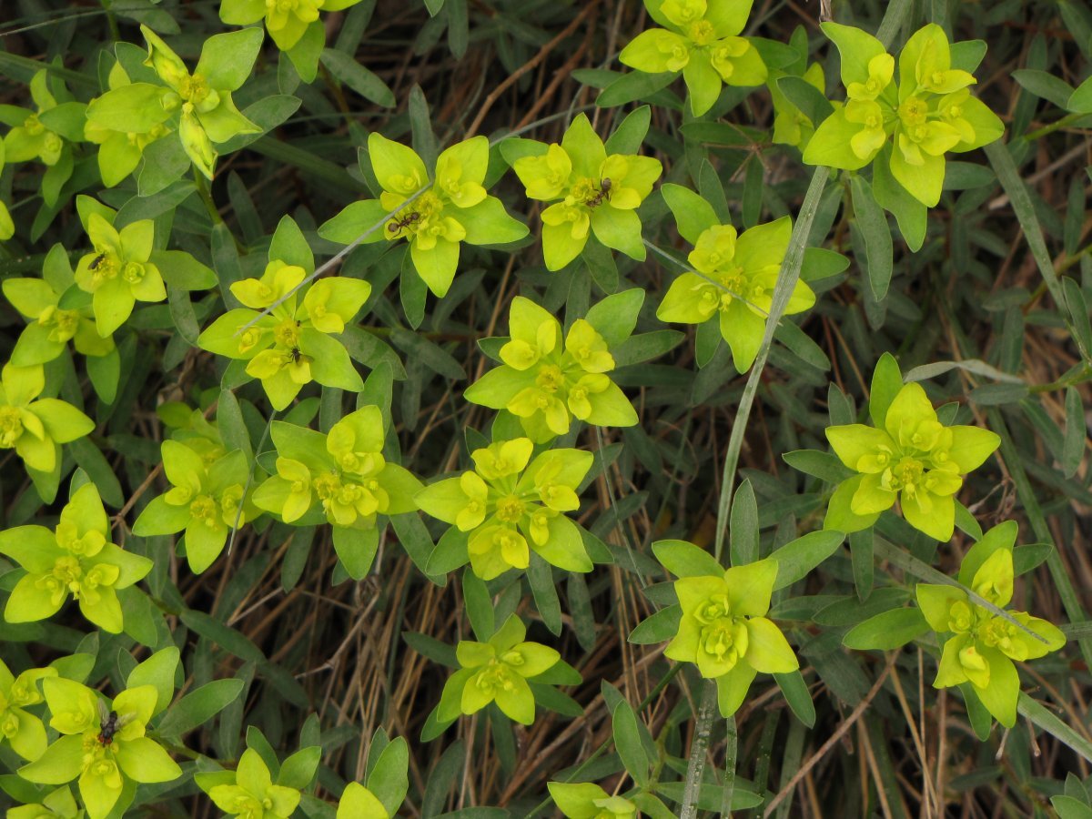 Молочай многоцветный - фото 3