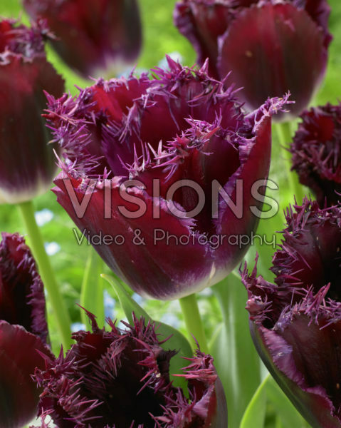 Тюльпан фр Перпл Кристал