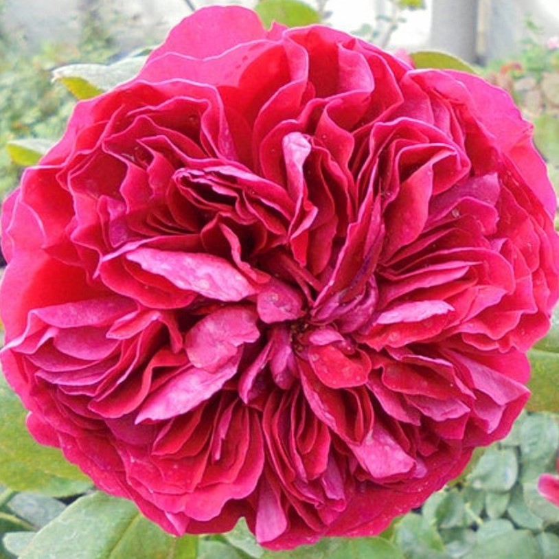 Роза флорибунда Ля Роз Де Катр Ван