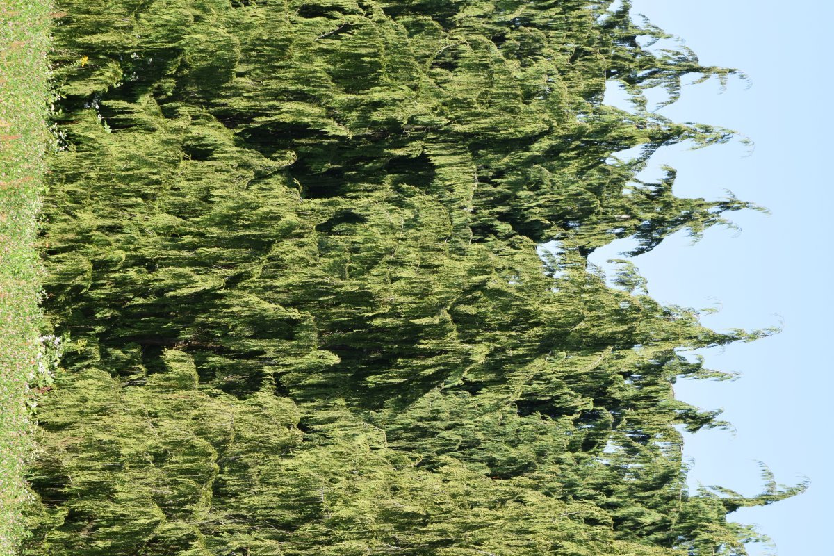 Кипарисовик Лавсона - фото 10