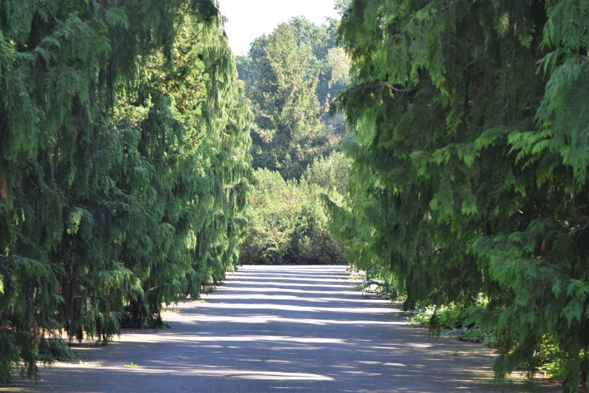 Кипарисовик Лавсона - фото 9