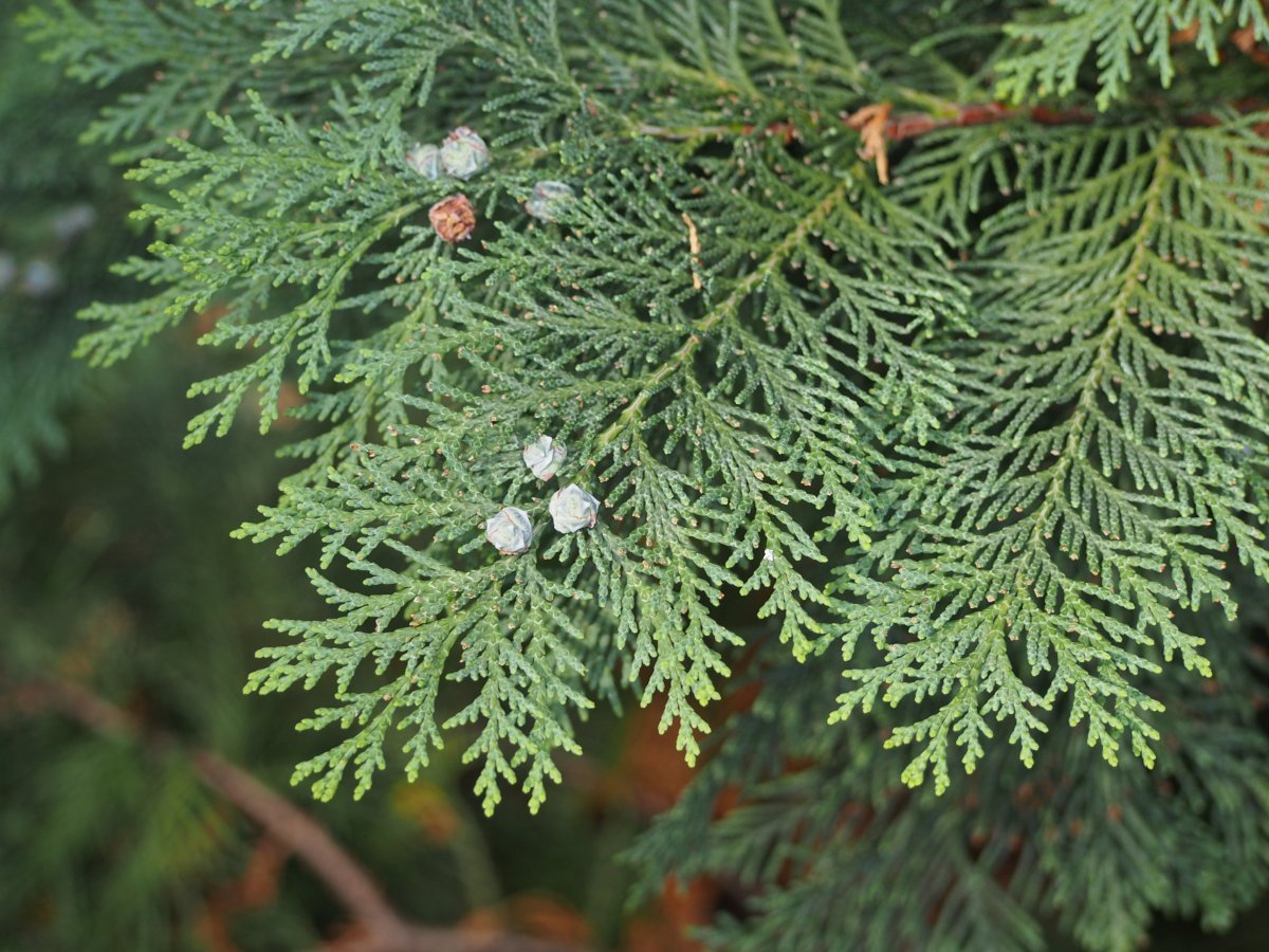 Кипарисовик Лавсона - фото 3