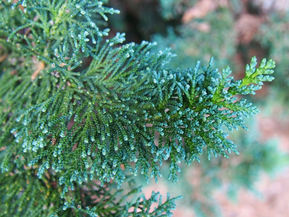 Кипарисовик Лавсона - фото 7