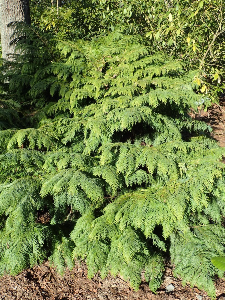 Кипарисовик Лавсона - фото 5