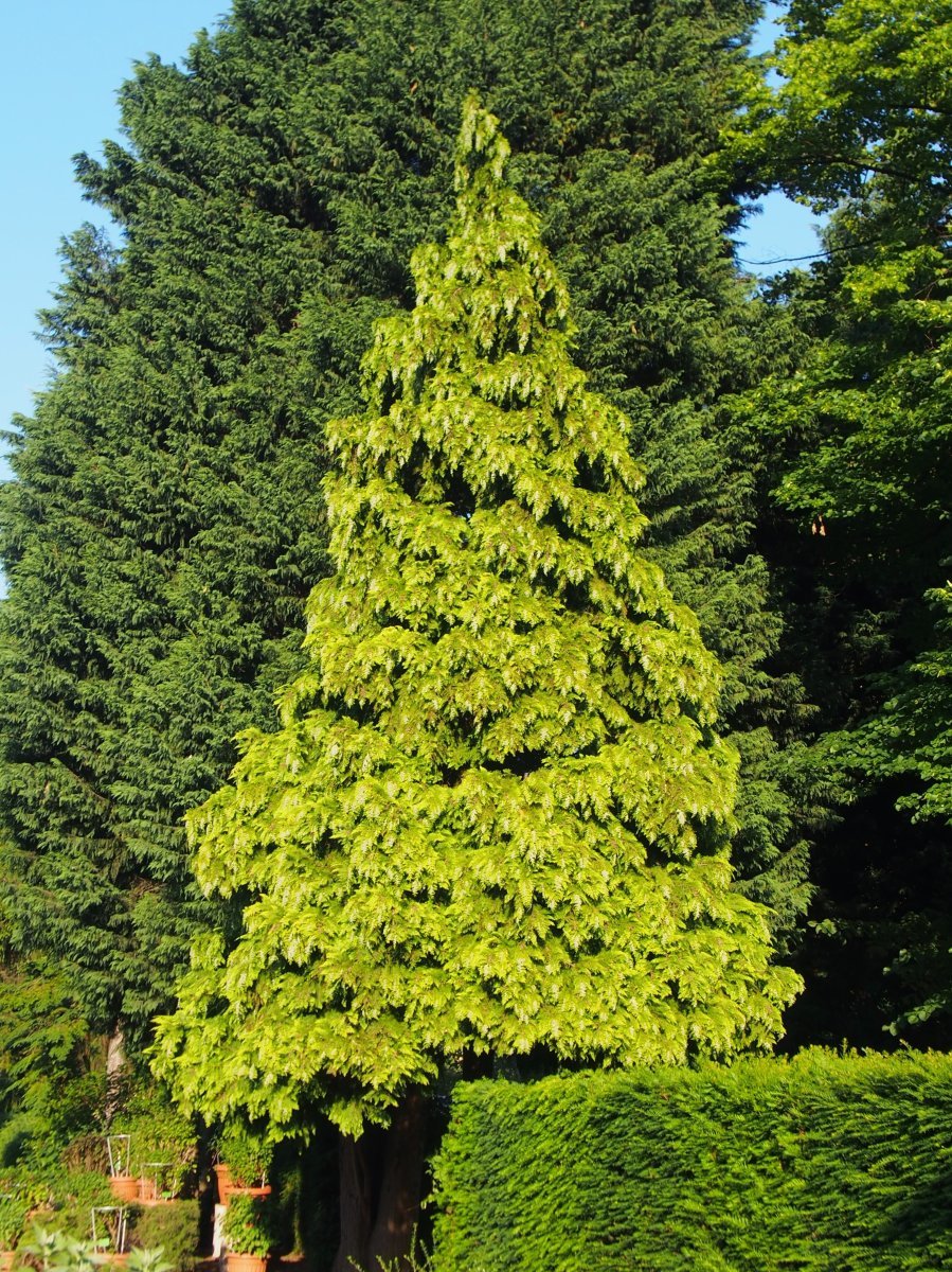 Кипарисовик Лавсона - фото 4