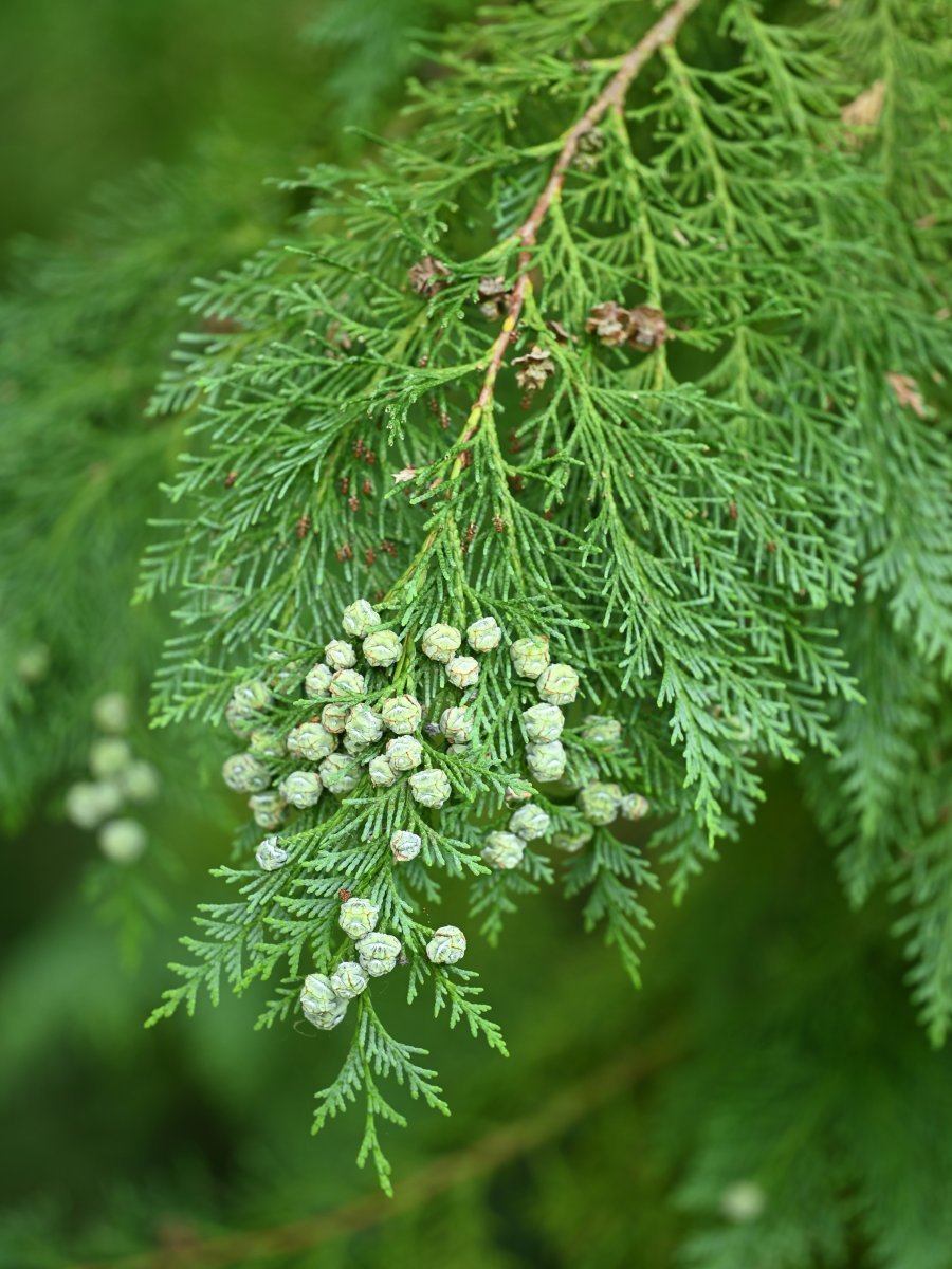 Кипарисовик Лавсона - фото 11
