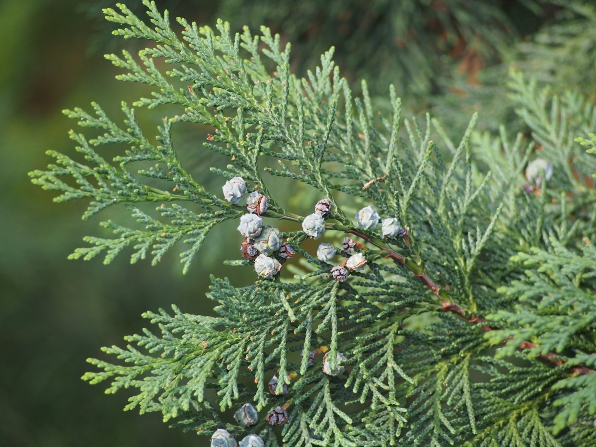 Кипарисовик Лавсона