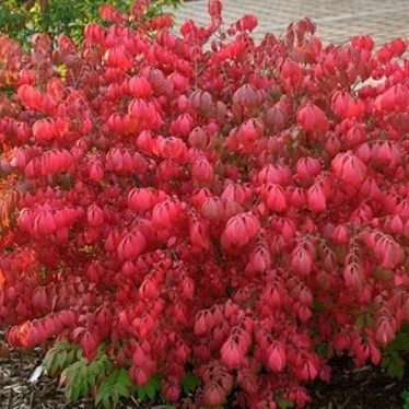 Бересклет крылатый Компактус