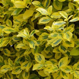 Бересклет Форчуна Эмералд Голд