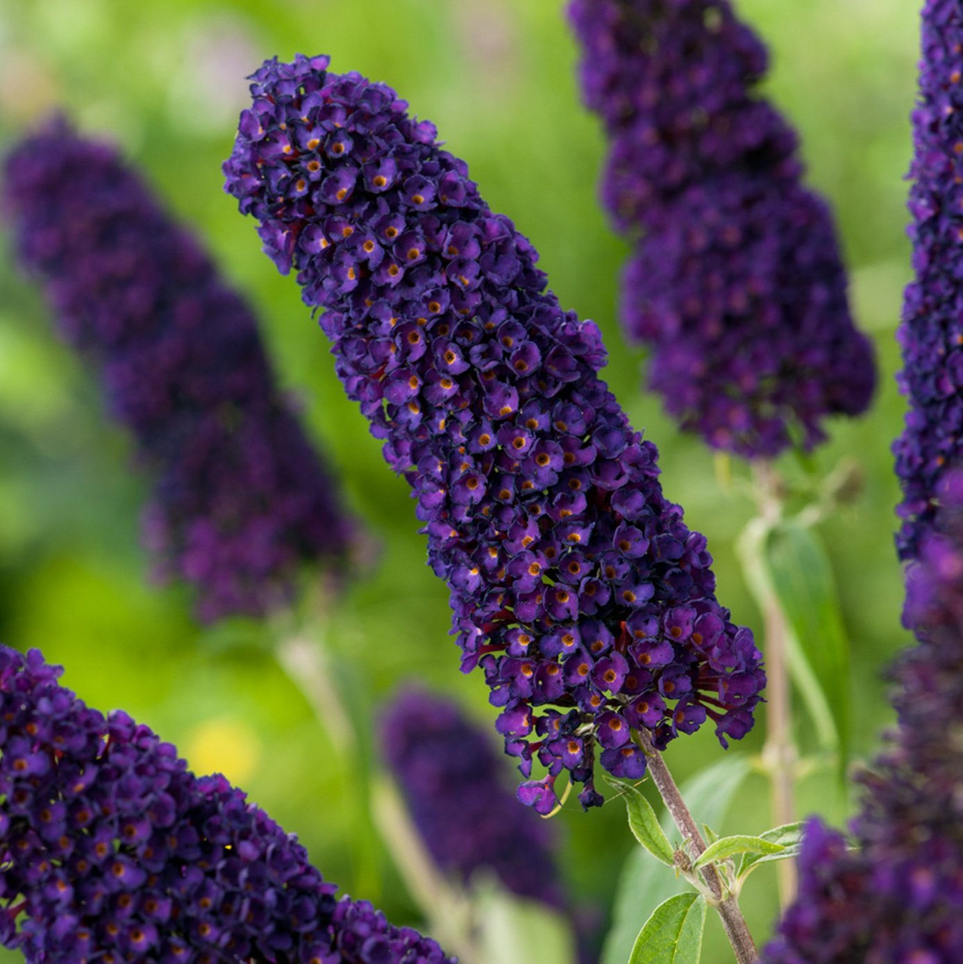 Буддлея давида Блэк Найт