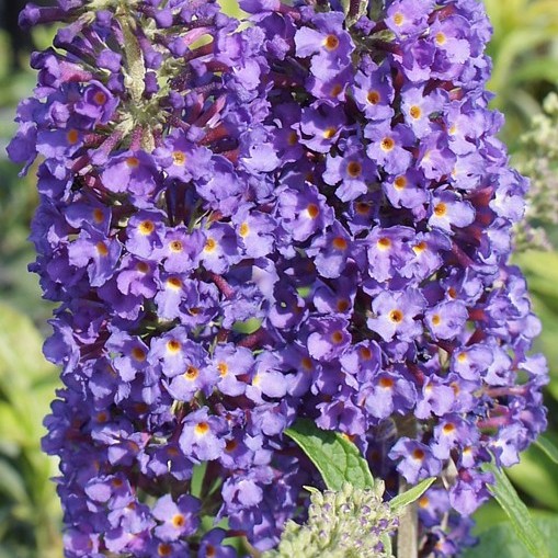 Буддлея давида Нано Блю