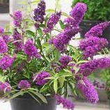 Буддлея Давида Тутти Фрутти